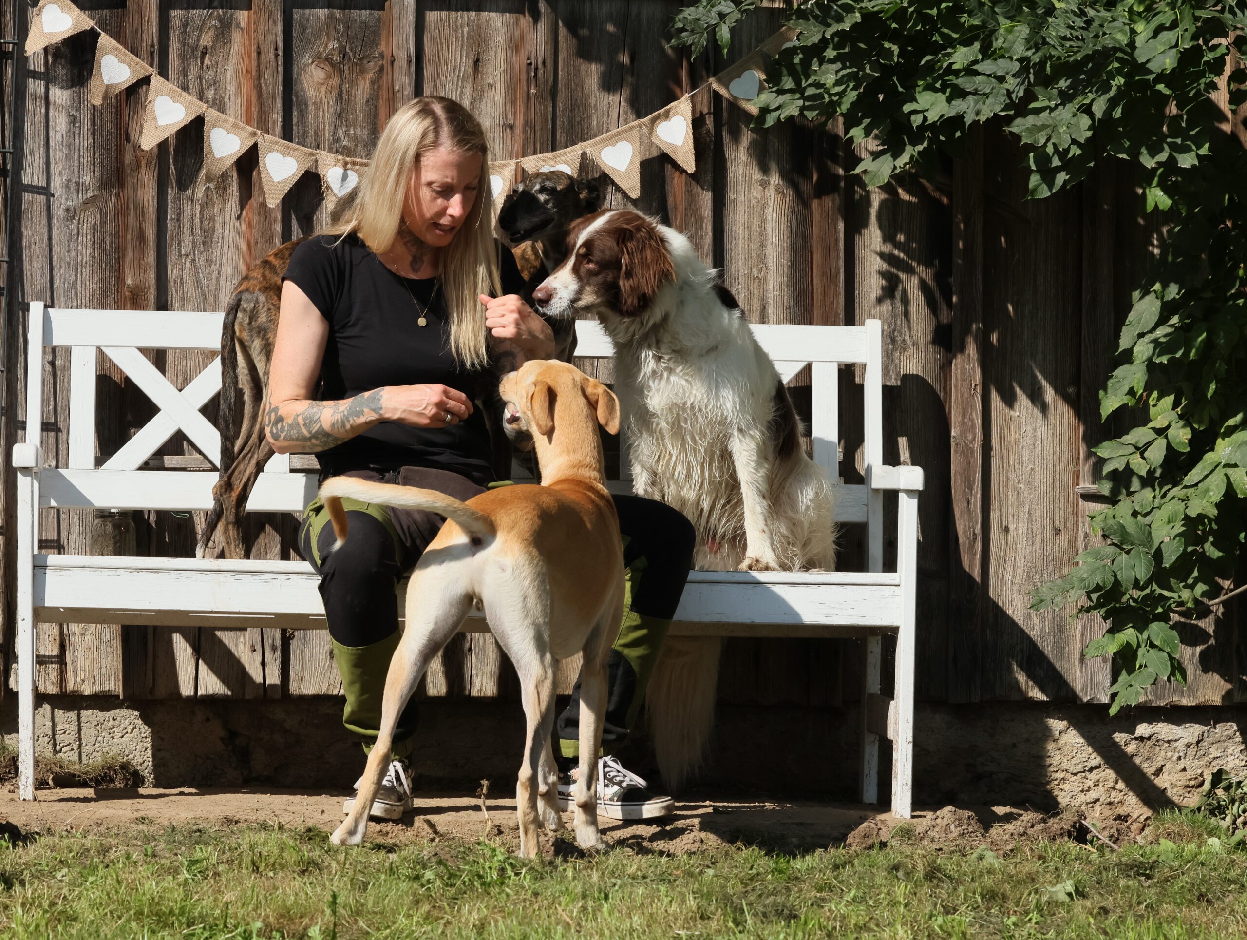 Unterstützung für dich und deinen Tierschutzhund