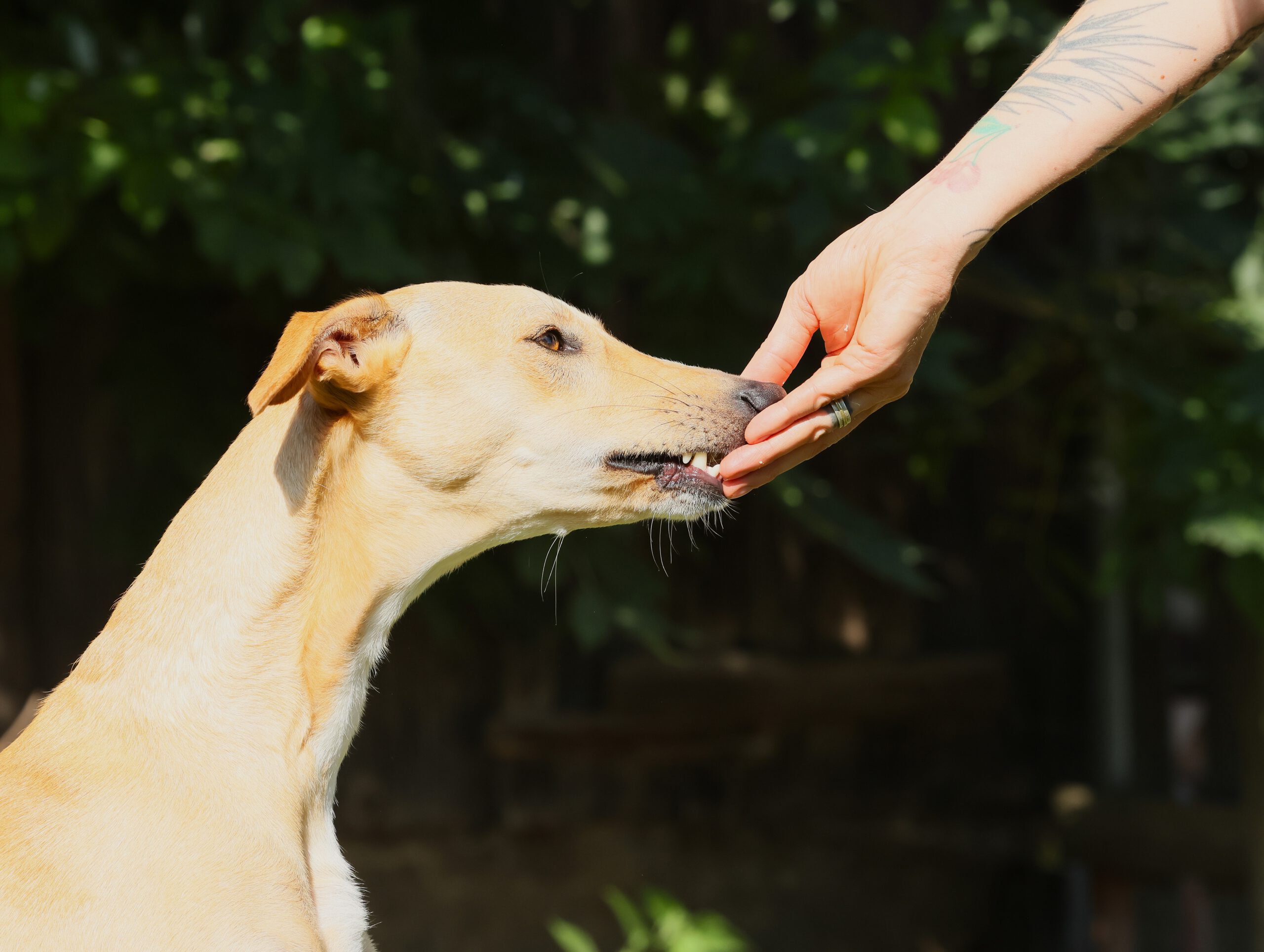 Werte – dein kompass für besseres Hundetraining?